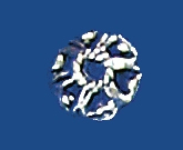 ca84