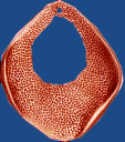 dp185cu